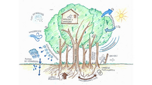 Das Prinzip eines Baumes, isoliert oder im Verbund als Wald, eignet sich hervorragend, um von den Ökosystemleistungen der Natur für eine nachhaltige Baupraxis zu lernen. BILD STEFAN AESCHI